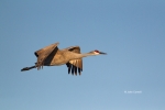 Crane;Grus-canadensis;One;Sandhill-Crane;avifauna;bird;birds;color-image;color-p